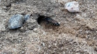 Kum arısı (Stictia carbonaria). Kum Yaban Arısı 'nın kumda küçük tüneller kazdığı yakın çekim. 