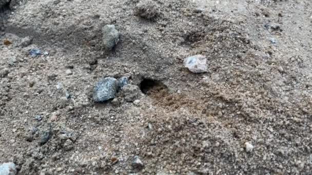 砂ワスプ スティチア カルボナーリア 砂の中に小さなトンネルを掘る砂のワスプのショットを閉じます ミツバチ — ストック動画