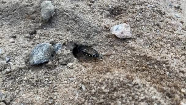 Sandgeting Stictia Carbonaria Närbild Bild Bild Sand Wasp Gräva Små — Stockvideo