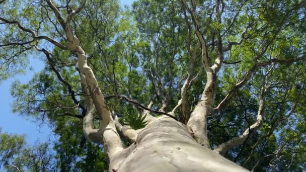 Albero Visto Dal Basso Albero Visto Dal Basso Con Cielo — Video Stock