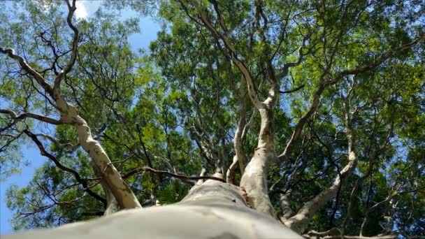 Tree Seen Tree Seen Blue Sky Morning Sun — Stock Video