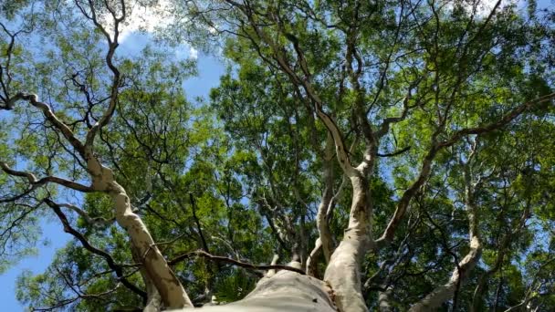 Árvore Vista Baixo Árvore Vista Baixo Com Céu Azul Sol — Vídeo de Stock