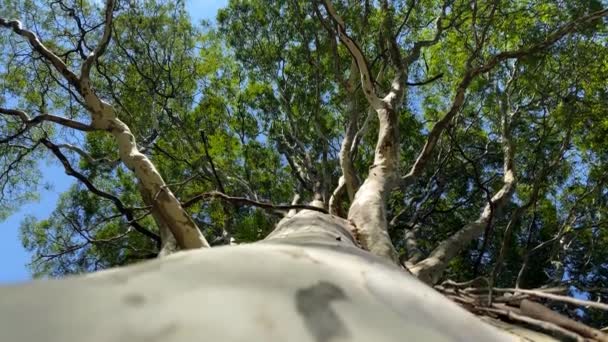 下から見た木 朝の青空を背景に下から見える木 — ストック動画