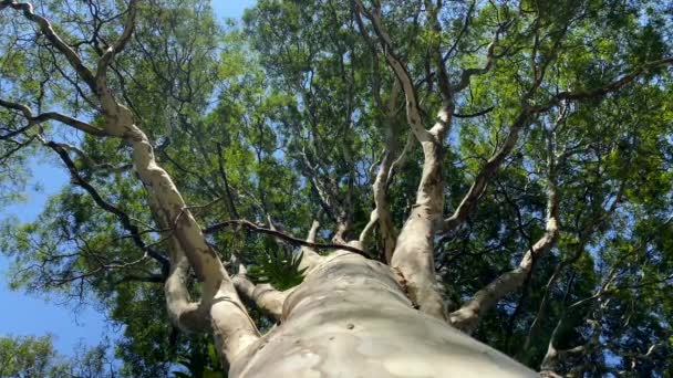 Arbre Bas Arbre Bas Avec Ciel Bleu Soleil Matin — Video