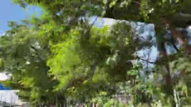 Ağaçların altından geçiyor. Güneşli mavi gökyüzünün altından geçen ağaçların manzarası. 