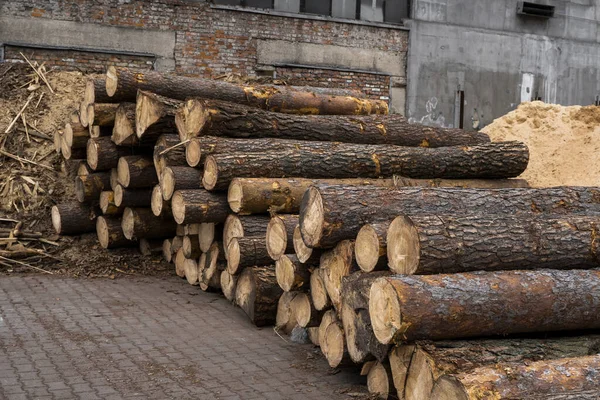 A pile of logs lie on a forest platform, a sawmill. Processing of timber at the sawmill. — Stock Photo, Image