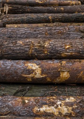 Günlükleri bir yığın yalan bir orman platformunda, kereste. Yel değirmeninin kola, ahşap işleme.