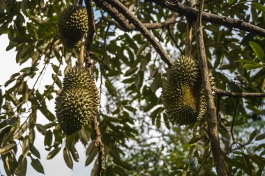 Tropikal meyvelerin kralı Durian, meyve bahçesindeki bir ağaç dalında. Bahçe sistemindeki bir ağaçta taze durian. Durian çiftliği. Durian uygun koşullarda büyüyebilir. Özel ve yararlı bitki.
