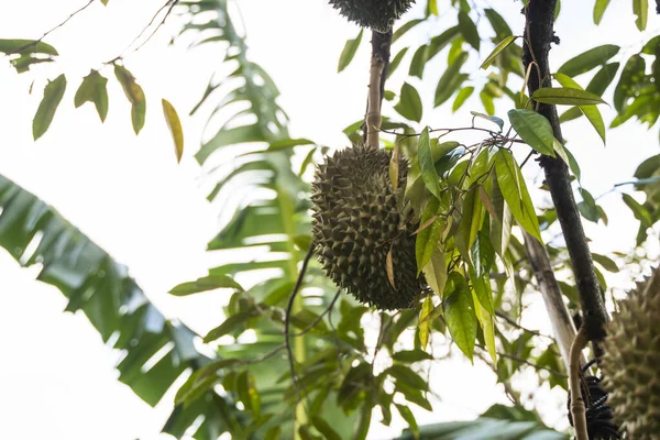 Durian - rey de las frutas tropicales, en una rama de árbol en el huerto. Durian fresco en un árbol en el sistema de jardinería. Plantación Durian. Durian puede crecer en condiciones adecuadas. Planta especial y útil . —  Fotos de Stock