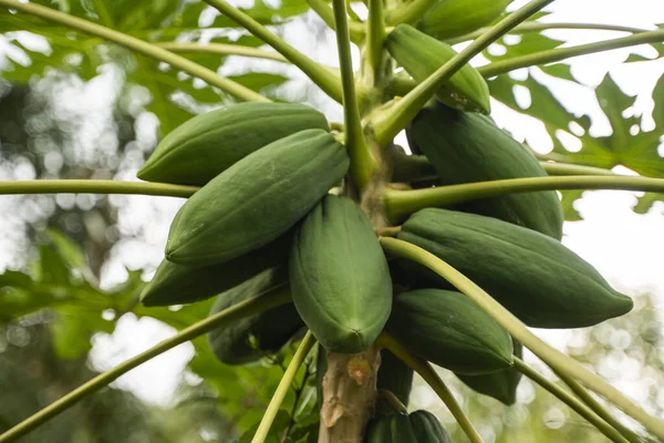 Árbol de papaya fresca con racimo de frutas. Árbol de papaya y racimo de frutas. Fruto de papaya verde en el árbol. Agricultura frutas en granja orgánica en la luz de la mañana. Contexto agrícola . —  Fotos de Stock