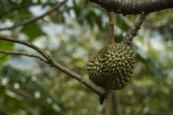 Durian - rey de las frutas tropicales, en una rama de árbol en el huerto. Durian fresco en un árbol en el sistema de jardinería. Plantación Durian. Durian puede crecer en condiciones adecuadas. Planta especial y útil . —  Fotos de Stock