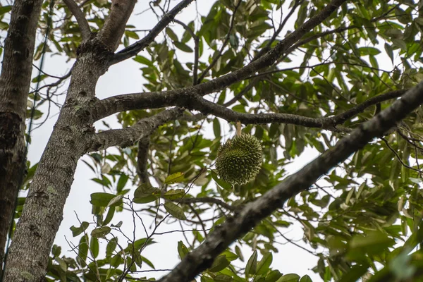 Durian - rey de las frutas tropicales, en una rama de árbol en el huerto. Durian fresco en un árbol en el sistema de jardinería. Plantación Durian. Durian puede crecer en condiciones adecuadas. Planta especial y útil . —  Fotos de Stock