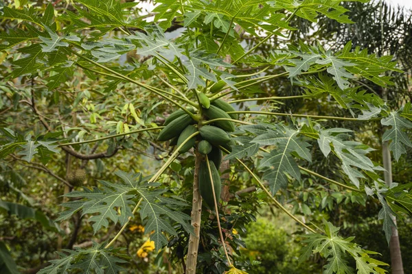 新鲜木瓜树，果实丛生。 木瓜树和一堆水果 树上的绿色木瓜果。 晨光下有机农场的农业水果. 农业背景. — 图库照片