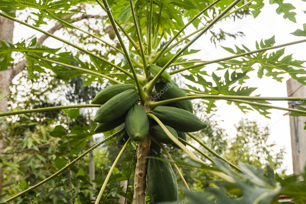 Fresh papaya tree with bunch of fruits. Papaya tree and bunch of fruits. Green papaya fruit on the tree. Agriculture fruits in organic farm on morning light. Agricultural background.