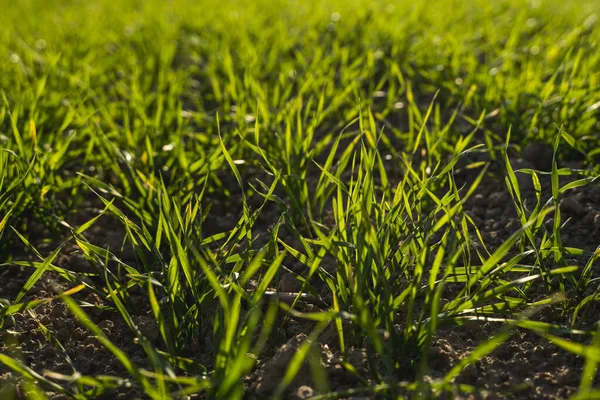 Mudas de trigo jovens que crescem em um campo no outono. Jovem trigo verde crescendo no solo. Proces agrícolas. Fechar em brotar a agricultura de centeio em um dia ensolarado campo com céu azul. Frutos de centeio . — Fotografia de Stock