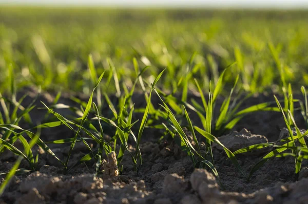 Junge Weizen-Sämlinge, die im Herbst auf einem Feld wachsen. junger grüner Weizen, der im Boden wächst. landwirtschaftliche Produkte. hautnah am sprießenden Roggen an einem sonnigen Tag mit blauem Himmel. Sprossen aus Roggen. — Stockfoto