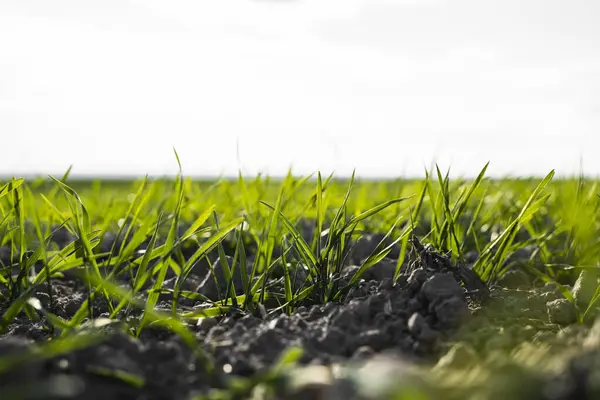 Las plántulas jóvenes de trigo que crecen en el campo en otoño. Trigo verde joven que crece en el suelo. Procesos agrícolas. Cerca de brotar la agricultura de centeno en un día soleado campo con el cielo azul. Brotes de centeno . — Foto de Stock