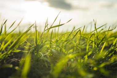 Sonbaharda bir tarlada yetişen genç buğday fideleri. Toprakta yetişen genç yeşil buğday. Tarım süreci. Mavi gökyüzü olan güneşli bir tarlada filizlenen çavdar tarımına yaklaş. Çavdar filizleri.