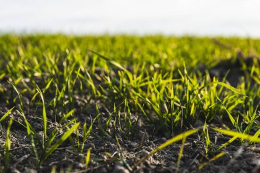 Sonbaharda bir tarlada yetişen genç buğday fideleri. Toprakta yetişen genç yeşil buğday. Tarım süreci. Mavi gökyüzü olan güneşli bir tarlada filizlenen çavdar tarımına yaklaş. Çavdar filizleri.