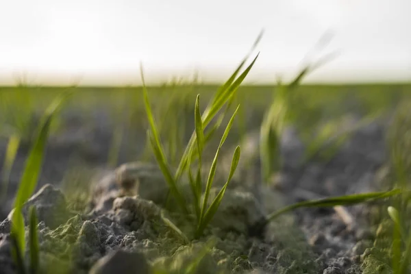 Las plántulas jóvenes de trigo que crecen en el campo en otoño. Trigo verde joven que crece en el suelo. Procesos agrícolas. Cerca de brotar la agricultura de centeno en un día soleado campo con el cielo azul. Brotes de centeno . — Foto de Stock