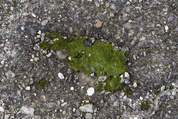 苔藓绿色的刚毛纹理。 莫斯的背景。 绿色苔藓的纹理，背景。 绿色苔藓的细节. — 图库照片