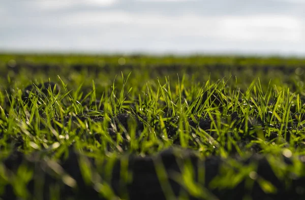 Las plántulas jóvenes de trigo que crecen en el campo en otoño. Trigo verde joven que crece en el suelo. Procesos agrícolas. Cerca de brotar la agricultura de centeno en un día soleado campo con el cielo azul. Brotes de centeno . — Foto de Stock