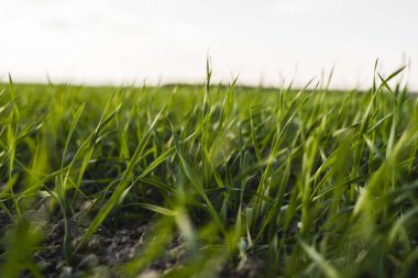 Sonbaharda bir tarlada yetişen genç buğday fideleri. Toprakta yetişen genç yeşil buğday. Tarım süreci. Mavi gökyüzü olan güneşli bir tarlada filizlenen çavdar tarımına yaklaş. Çavdar filizleri.