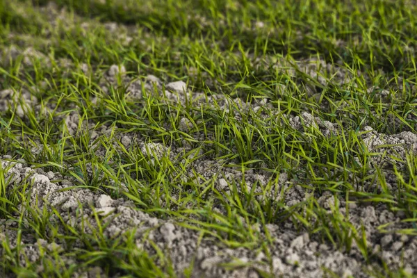 Piantine di grano giovani che crescono su un campo in autunno. Frumento verde giovane che cresce nel terreno. Processo agricolo. Chiudi su germogliare l'agricoltura di segale in una giornata di sole campo con cielo blu. Germogli di segale . — Foto Stock