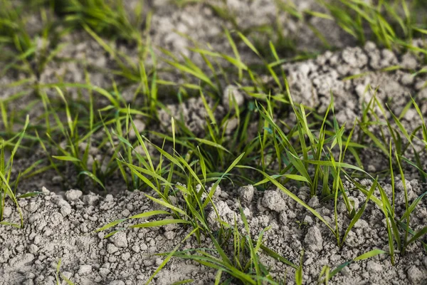 Las plántulas jóvenes de trigo que crecen en el campo en otoño. Trigo verde joven que crece en el suelo. Procesos agrícolas. Cerca de brotar la agricultura de centeno en un día soleado campo con el cielo azul. Brotes de centeno . —  Fotos de Stock