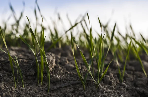 Mladé sazenice pšenice, které rostou na podzim na poli. Mladá zelená pšenice pěstovaná v půdě. Zemědělský proces. Zavřít na klíčení žitného zemědělství na poli slunečný den s modrou oblohou. Výhonky žita. — Stock fotografie