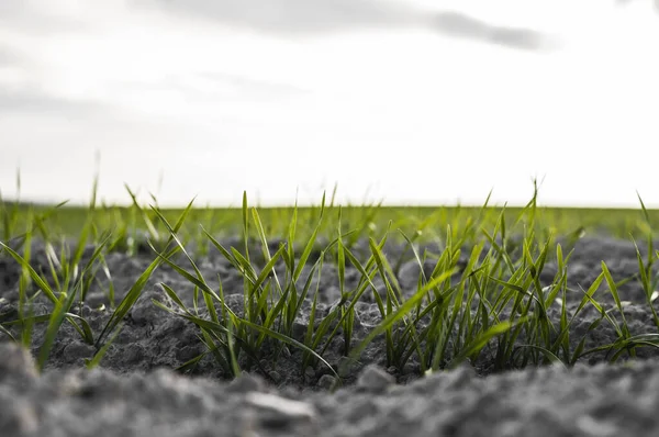 Las plántulas jóvenes de trigo que crecen en el campo en otoño. Trigo verde joven que crece en el suelo. Procesos agrícolas. Cerca de brotar la agricultura de centeno en un día soleado campo con el cielo azul. Brotes de centeno . — Foto de Stock