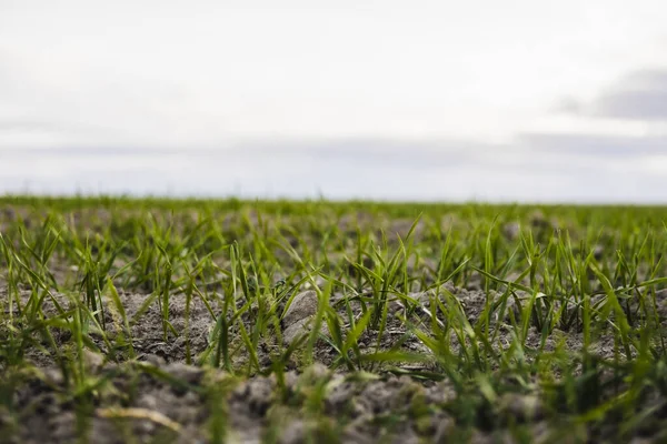 Campo de plántulas jóvenes de trigo que crecen en otoño. Trigo verde joven que crece en el suelo. Procesos agrícolas. Cerca de brotar la agricultura de centeno en un día soleado campo con el cielo azul. Brotes de centeno . — Foto de Stock