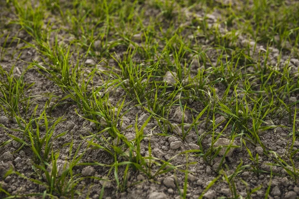 Fiatal búza palánták ültetvényei ősszel. Fiatal zöld búza termesztése a talajban. Mezőgazdasági folyamatok. Közeledik a rozskenyér-termesztés egy napsütéses napon, kék égbolttal. Rozs csírája. — Stock Fotó