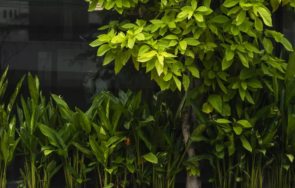 Hermosa naturaleza de fondo de jardín con hoja verde tropical . —  Fotos de Stock