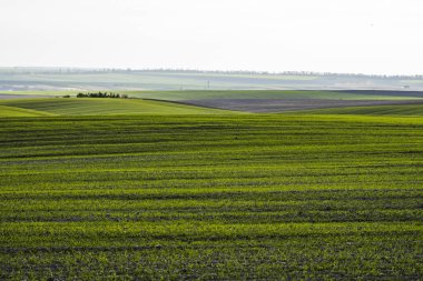 Sonbaharda büyüyen genç buğday fideleri. Toprakta yetişen genç yeşil buğday. Tarım süreci. Mavi gökyüzü olan güneşli bir tarlada filizlenen çavdar tarımına yaklaş. Çavdar filizleri.