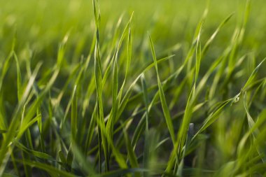 Sonbaharda bir tarlada yetişen genç buğday fideleri. Toprakta yetişen genç yeşil buğday. Tarım süreci. Mavi gökyüzü olan güneşli bir tarlada filizlenen çavdar tarımına yaklaş. Çavdar filizleri.