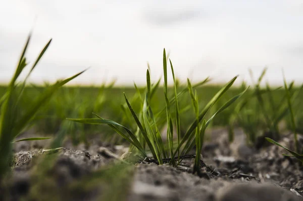 Las plántulas jóvenes de trigo que crecen en el campo en otoño. Trigo verde joven que crece en el suelo. Procesos agrícolas. Cerca de brotar la agricultura de centeno en un día soleado campo con el cielo azul. Brotes de centeno . — Foto de Stock