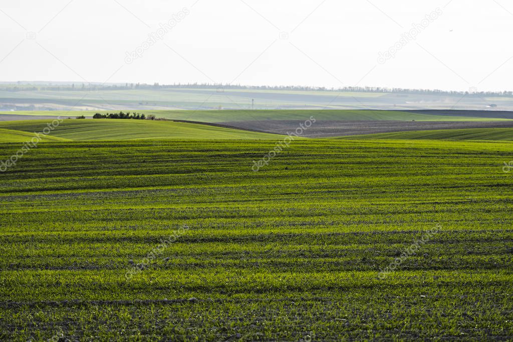 Field of young wheat seedlings growing in autumn. Young green wheat growing in soil. Agricultural proces. Close up on sprouting rye agriculture on a field sunny day with blue sky. Sprouts of rye.