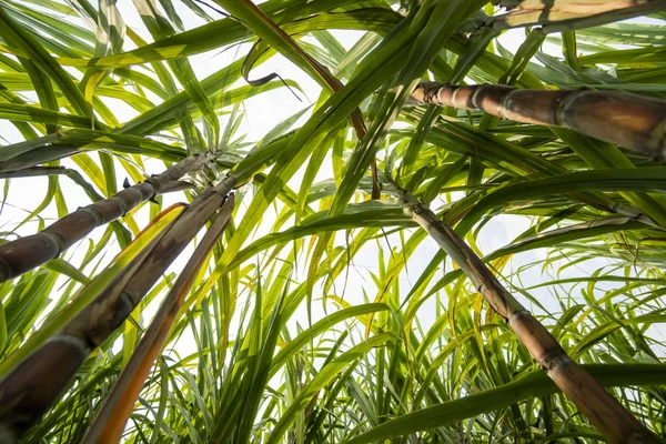 Suikerriet geplant om suiker en voedsel te produceren. Voedingsmiddelenindustrie. Suikerrietvelden, cultuur tropisch en planetair belang. Suikerrietplant die van de boerderij naar de fabriek wordt gestuurd om suiker te maken. — Stockfoto