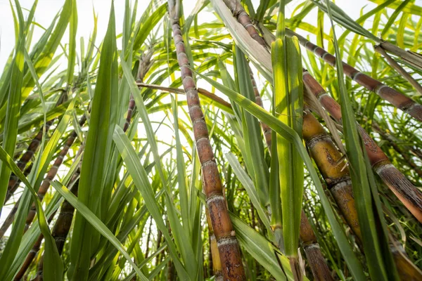 Сахарный тростник посажен для производства сахара и пищи. Пищевой промышленности. Поля сахарного тростника, культурный тропический и планетарный кол. Завод сахарного тростника отправили с фермы на завод для производства сахара. — стоковое фото