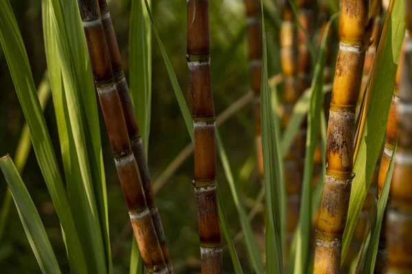 Caña de azúcar plantada para producir azúcar y alimentos. Industria alimentaria. Campos de caña de azúcar, cultivo tropical y planetario. Planta de caña de azúcar enviada desde la granja a la fábrica para hacer azúcar. —  Fotos de Stock