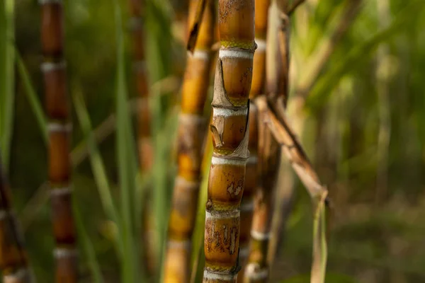 サトウキビは砂糖と食料を生産するために植えられた。食品産業。サトウキビ畑、文化熱帯と惑星の杭。砂糖を作るために農場から工場に送られたサトウキビ工場. — ストック写真