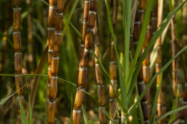 Caña de azúcar plantada para producir azúcar y alimentos. Industria alimentaria. Campos de caña de azúcar, cultivo tropical y planetario. Planta de caña de azúcar enviada desde la granja a la fábrica para hacer azúcar. —  Fotos de Stock