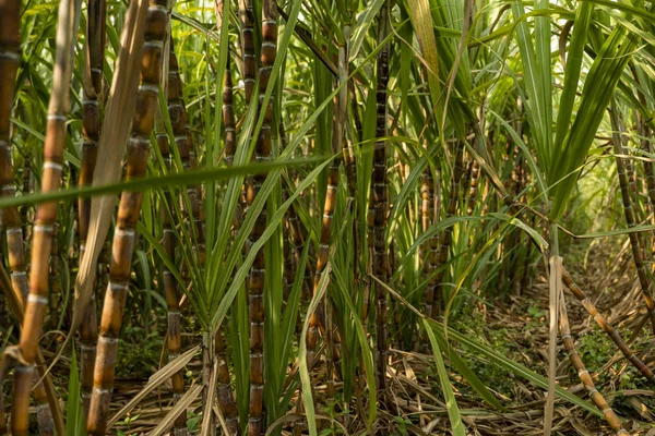 Sockerrör som planteras för att producera socker och mat. Livsmedelsindustrin. Sockerrörsfält, tropisk och planetarisk odling. Sockerrörsanläggning som skickas från gården till fabriken för att göra socker. — Stockfoto