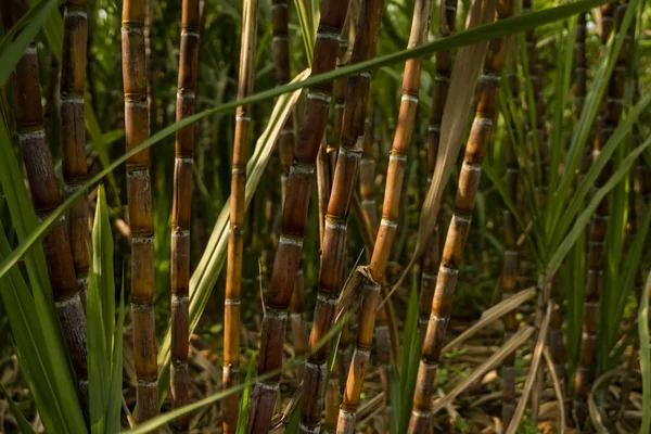 Sockerrör som planteras för att producera socker och mat. Livsmedelsindustrin. Sockerrörsfält, tropisk och planetarisk odling. Sockerrörsanläggning som skickas från gården till fabriken för att göra socker. — Stockfoto