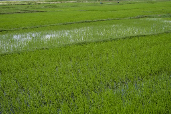 Grönt risfält i dagsljus. Skörd av ris. Vackra terrasser av risfält i vatten säsongen och Bevattning. Jordbruk. — Stockfoto