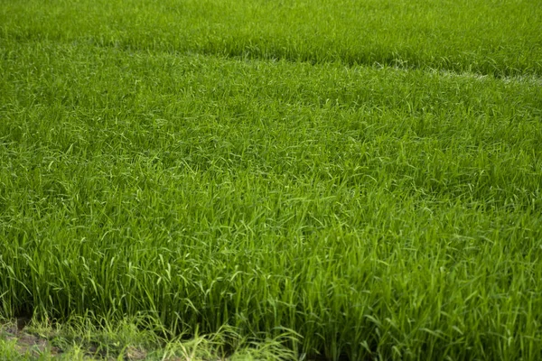 Campo de arroz verde à luz do dia. Colheita de arroz. Belos terraços de campo de arroz na estação da água e irrigação. Agricultura . — Fotografia de Stock