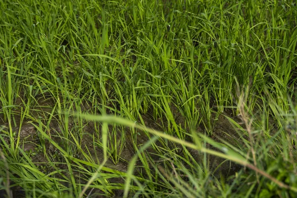 Campo de arroz verde à luz do dia. Colheita de arroz. Belos terraços de campo de arroz na estação da água e irrigação. Agricultura . — Fotografia de Stock