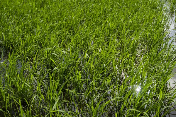 Campo de arroz verde à luz do dia. Colheita de arroz. Belos terraços de campo de arroz na estação da água e irrigação. Agricultura . — Fotografia de Stock