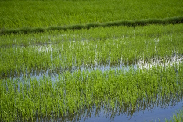 Zöld rizsföld nappal. Rizsszüret. Gyönyörű teraszok a rizsföld a víz szezonban és az öntözés. Mezőgazdaság. — Stock Fotó